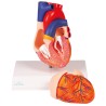 Modèle anatomique du coeur, 2 parties
