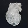 Modèle du coeur flexible et translucide, version didactique