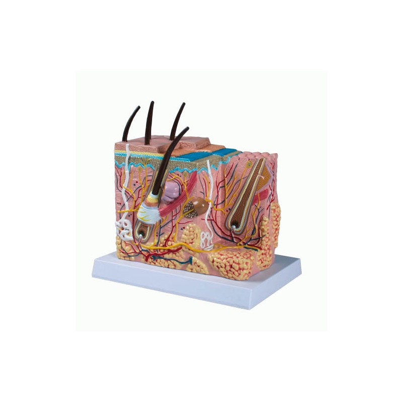 Modèle anatomique de la peau