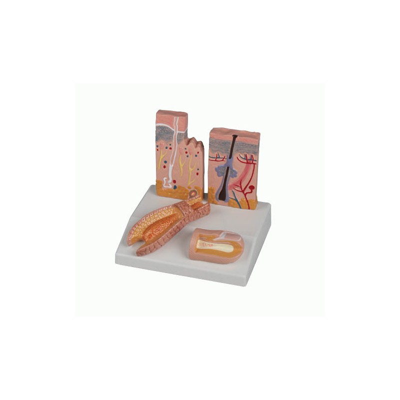 Modèle anatomique Peau-cheveu-ongle