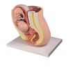 Pelvis enceinte avec fœtus
