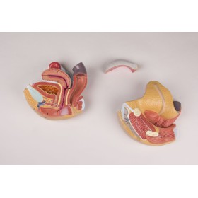 Organes génitaux féminins, en 4 parties