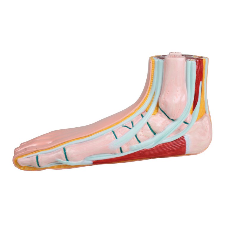 Modèle de pied plat