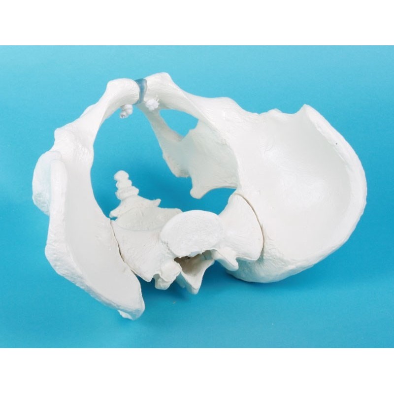 Bassin d‘homme avec sacrum